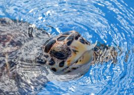 Lais Puzzle - Schildkröte beim Schwimmen im Projekt Tamar-Tank in Praia do Forte, Brasilien - 100, 200, 500 & 1.000 Teile