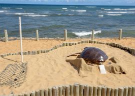 Lais Puzzle - Projekt Tamar am Praia do Forte in Brasilien - 100, 200, 500 & 1.000 Teile