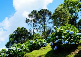 Lais Puzzle - Blaue Hortensie, Brasilien - 100, 200, 500 & 1.000 Teile