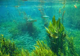 Lais Puzzle - Bonito, Mato Grosso do Sul, Brasilien - 100, 200, 500 & 1.000 Teile