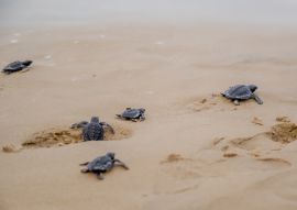 Lais Puzzle - Frisch geschlüpfte Schildkröten auf ihrem Weg ins Meer in Aracaju, Sergipe, Brasilien - 100, 200, 500 & 1.000 Teile