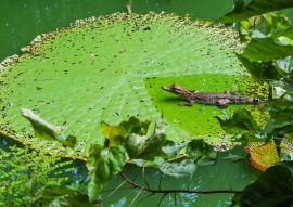 Lais Puzzle - Alligator auf der Vitoria Regia, Brasilien - 100, 200, 500 & 1.000 Teile