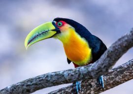 Lais Puzzle - Der Itatiaia-Nationalpark ist eine brasilianische Einheit des integralen Naturschutzes im Itatiaia-Massiv, in der Mantiqueira-Bergkette, Brasilien - 100, 200, 500 & 1.000 Teile