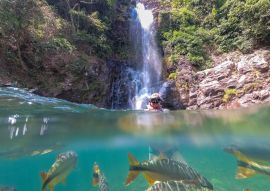 Lais Puzzle - Frau beim Schnorcheln in einem kristallklaren Wasserfallbecken im brasilianischen Regenwald, beobachtet tropische Fische unter Wasser, Bom Jardim, Mato Grosso, Brasilien - 100, 200, 500 & 1.000 Teile