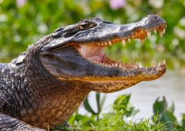 Lais Puzzle - Nahaufnahme eines Schwarzen Kaimans im Profil mit offenem Maul vor unscharfem Hintergrund am Wasserrand, Pantanal Feuchtgebiete, Mato Grosso, Brasilien - 100, 200, 500 & 1.000 Teile