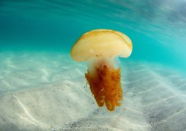 Lais Puzzle - Quallen im Wasser auf der Insel Campeche in Florianopolis, Brasilien - 100, 200, 500 & 1.000 Teile