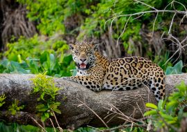 Lais Puzzle - Prächtiger Jaguar, der sich auf einem Baumstamm am Flussufer ausruht, Blick in die Kamera, Pantanal Wetlands, Mato Grosso, Brasilien - 100, 200, 500 & 1.000 Teile