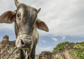 Lais Puzzle - Mit einem Seil angebundene Kuh in einer archäologischen Stätte im Nordosten Brasiliens - 100, 200, 500 & 1.000 Teile