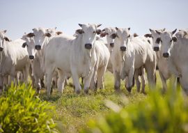 Lais Puzzle - Nellore-Rinder grasen auf dem Feld bei Sonnenuntergang, Mato Grosso do Sul, Brasilien - 100, 200, 500 & 1.000 Teile