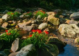 Lais Puzzle - Waldlandschaft in der Serra do Mar in Paraná, Brasilien. Atlantischer Wald oder Mata Atlântica - 100, 200, 500 & 1.000 Teile