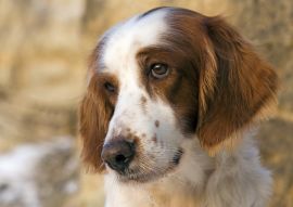 Lais Puzzle - Irish red and white Setter - 100, 200, 500 & 1.000 Teile