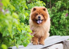 Lais Puzzle - Chow-Chow - 100, 200, 500 & 1.000 Teile