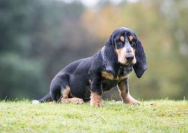 Lais Puzzle - Basset Bleu de Gascogne - 100, 200, 500 & 1.000 Teile