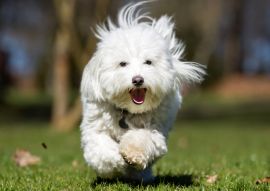 Lais Puzzle - Coton de Tulear - 100, 200, 500 & 1.000 Teile
