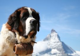 Lais Puzzle - Bernhardiner mit Matterhorn - 100, 200, 500 & 1.000 Teile