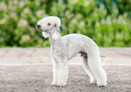 Lais Puzzle - Bedlington Terrier - 100, 200, 500 & 1.000 Teile