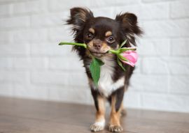 Lais Puzzle - Chihuahua - 100, 200, 500 & 1.000 Teile