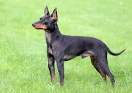 Lais Puzzle - English Toy Terrier - 100, 200, 500 & 1.000 Teile