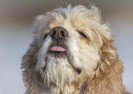 Lais Puzzle - Amerikanischer Cocker Spaniel - 100, 200, 500 & 1.000 Teile