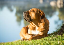 Lais Puzzle - Boerboel - 100, 200, 500 & 1.000 Teile
