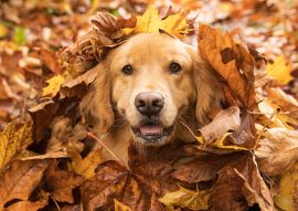 Lais Puzzle - Golden Retriever - 100, 200, 500 & 1.000 Teile