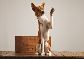 Lais Puzzle - Basenji - 100, 200, 500 & 1.000 Teile