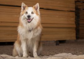 Lais Puzzle - Islandhund - 100, 200, 500 & 1.000 Teile