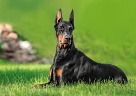 Lais Puzzle - Dobermann - 100, 200, 500 & 1.000 Teile