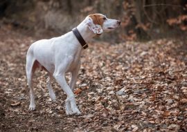 Lais Puzzle - Istrianer Kurzhaarige Bracke - 100, 200, 500 & 1.000 Teile