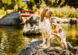 Lais Puzzle - Bracco Italiano - 100, 200, 500 & 1.000 Teile