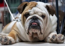 Lais Puzzle - Bulldogge - 100, 200, 500 & 1.000 Teile