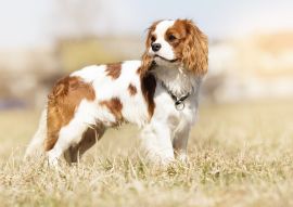 Lais Puzzle - King Charles Spaniel - 100, 200, 500 & 1.000 Teile