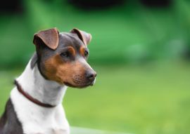 Lais Puzzle - Brasilianischer Terrier - 100, 200, 500 & 1.000 Teile