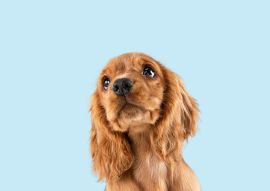 Lais Puzzle - Englischer Cocker Spaniel - 100, 200, 500 & 1.000 Teile