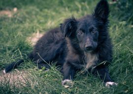 Lais Puzzle - Kroatischer Schäferhund - 100, 200, 500 & 1.000 Teile