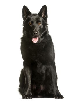 Lais Puzzle - Deutscher Schäferhund schwarz - 100, 200, 500 & 1.000 Teile