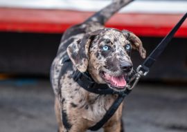 Lais Puzzle - Catahoula Leopard Dog - 100, 200, 500 & 1.000 Teile