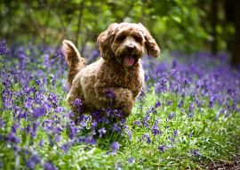 Lais Puzzle - Cockerpoo - 100, 200, 500 & 1.000 Teile