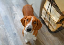 Lais Puzzle - Drever - 100, 200, 500 & 1.000 Teile