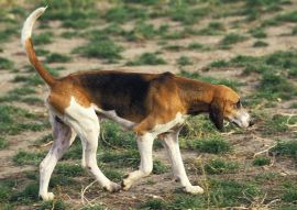 Lais Puzzle - Grand Anglo-Francis Tricolore - 100, 200, 500 & 1.000 Teile