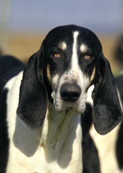 Lais Puzzle - Grand Anglo-Francis Blanc et Noir - 100, 200, 500 & 1.000 Teile