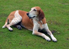 Lais Puzzle - English Coonhound - 100, 200, 500 & 1.000 Teile
