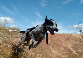 Lais Puzzle - Braque du Auvergne - 100, 200, 500 & 1.000 Teile