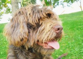 Lais Puzzle - Cao da Serra de Aires - 100, 200, 500 & 1.000 Teile