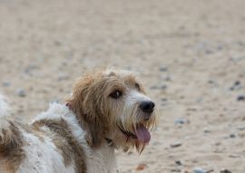 Lais Puzzle - Grand Basset Griffon Vendeen - 100, 200, 500 & 1.000 Teile