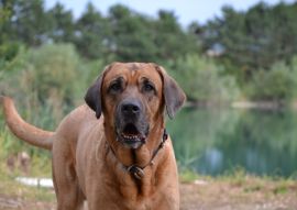 Lais Puzzle - Broholmer - 100, 200, 500 & 1.000 Teile