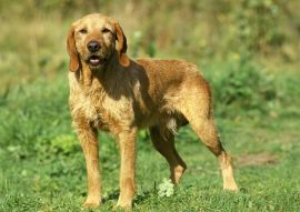 Lais Puzzle - Griffon Fauve de Bretagne - 100, 200, 500 & 1.000 Teile