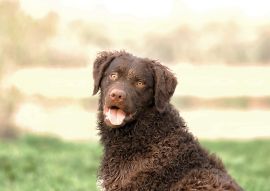 Lais Puzzle - Curly-Coated Retriever - 100, 200, 500 & 1.000 Teile