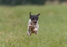 Lais Puzzle - Japanischer Terrier - 100, 200, 500 & 1.000 Teile