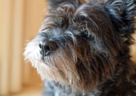 Lais Puzzle - Cairn-Terrier - 100, 200, 500 & 1.000 Teile